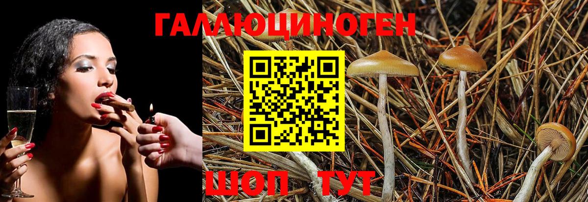 Псилоцибиновые грибы Cubensis Новоуральск
